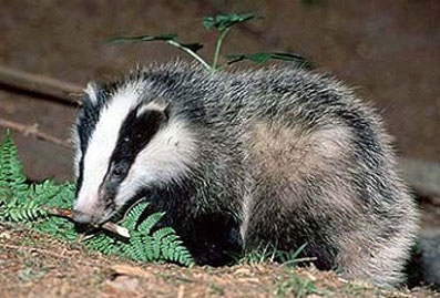 Chamitataxus Avitus