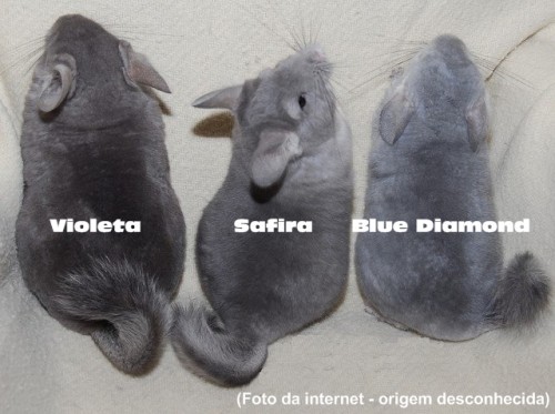 Chinchila Violeta , Safira e Blue Diamond