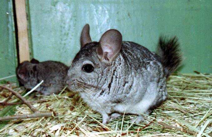 Chinchila Selvagem