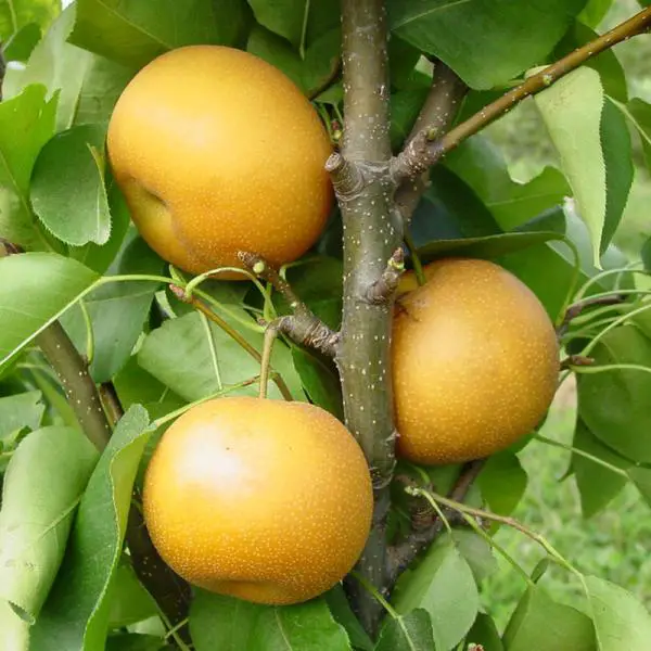 Chojuro Asian pear