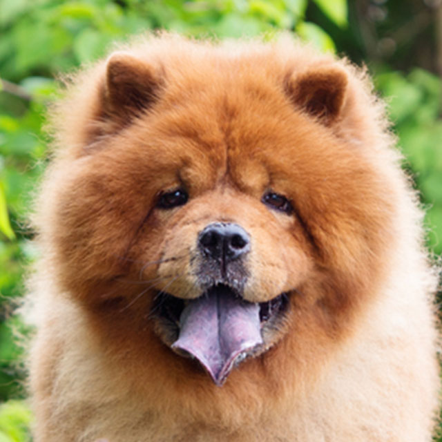 Chow Chow Com a Língua de Fora