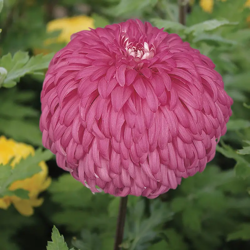 Chrysanthemum 'Amy Lauren'