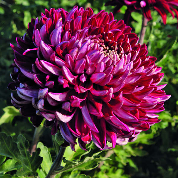 Chrysanthemum 'Barnardo's Hope'