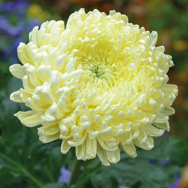 Chrysanthemum Broadway Collection
