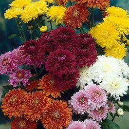 Chrysanthemum Double Classic Collection