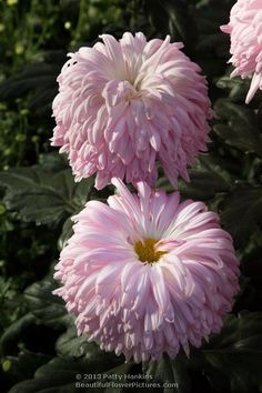 Chrysanthemum Double Dartmoor Collection