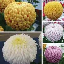 Chrysanthemum Double Exmoor Collection