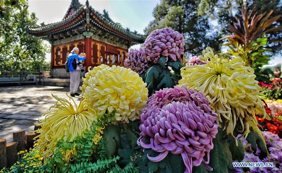 Chrysanthemum Festival Collection