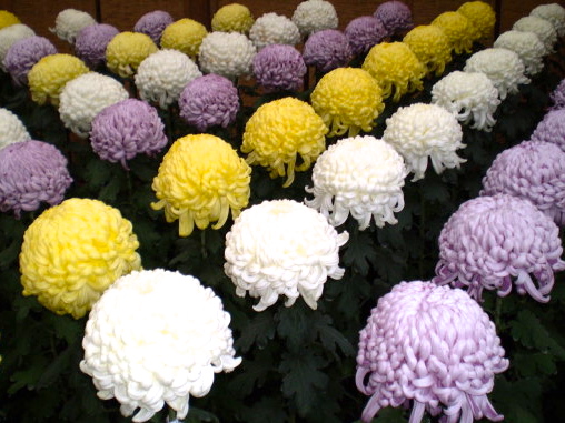 Chrysanthemum Morifolium