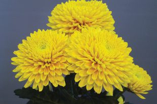 Chrysanthemum Snowdon Collection