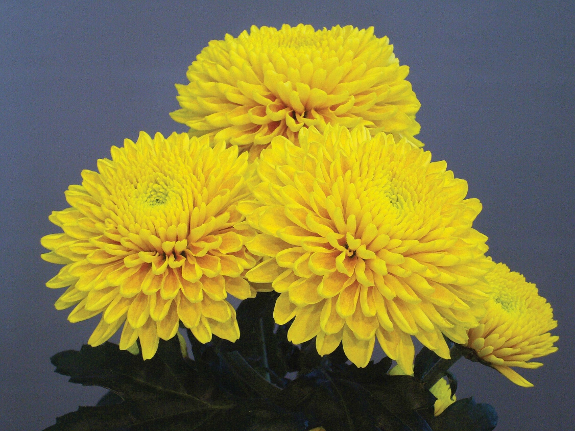 Chrysanthemum Snowdon Collection