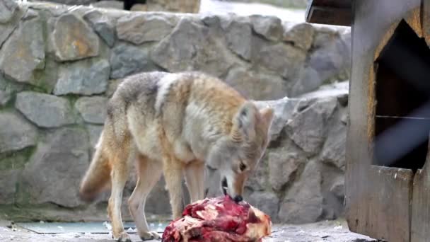 Coiote Comendo 