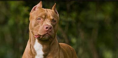 Criação de Pitbull: Como Montar e Fazer Cruzamento