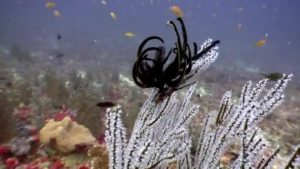 Crinoidea lírio do mar com braços ramificados filtrando plâncton no oceano