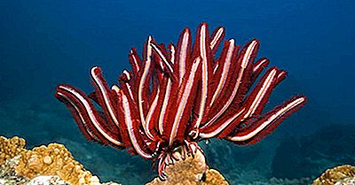 Crinoides: Como Funciona a Sua Reprodução e Ciclo de Vida
