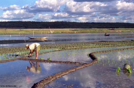 Cultivo De Arroz Pré-Germinado