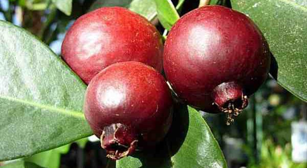 Araçá Roxo: Pé, Características, Benefícios e Nome Científico | Mundo ...
