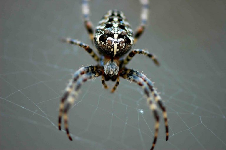 Cyclosa Mulmeinensis