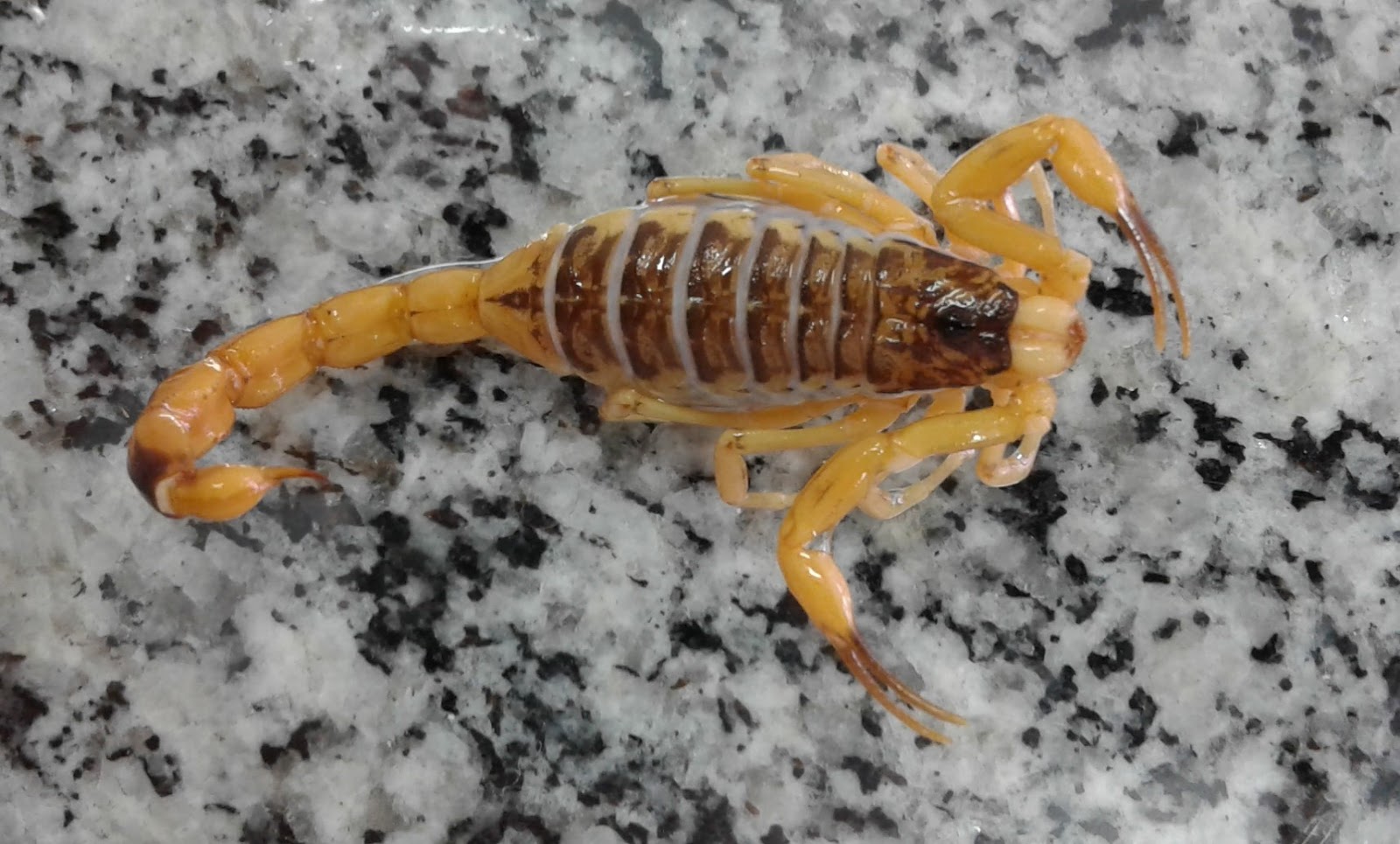 Escorpião-Amarelo-da-Palestina