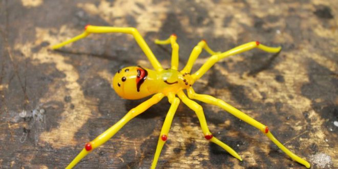 Curiosidades Sobre Aranhas e Fatos Interessantes | Mundo Ecologia