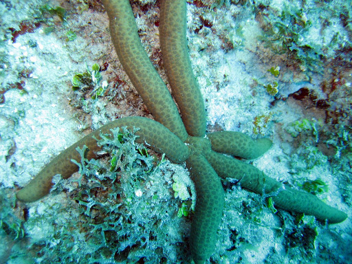 Estrela Do Mar Cometa