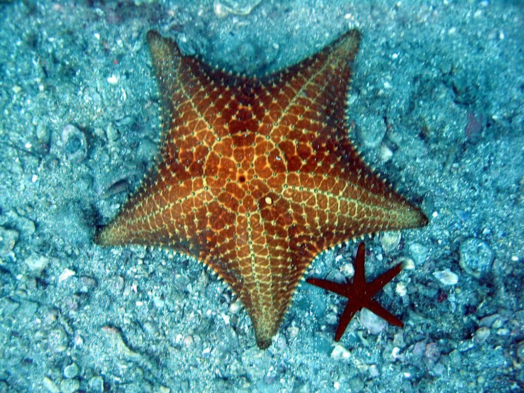 Estrela do Mar Almofadada