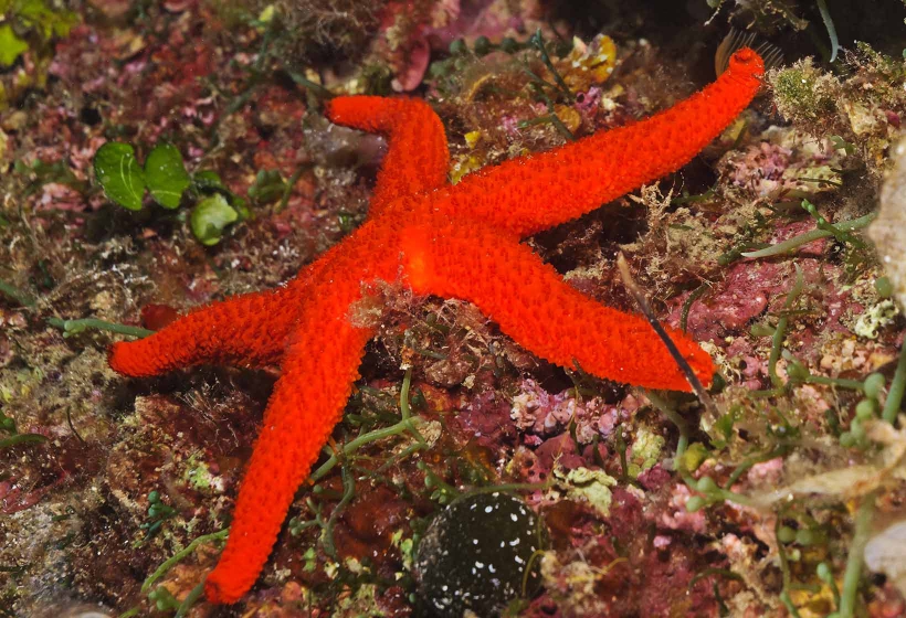 Estrela do Mar Vermelha