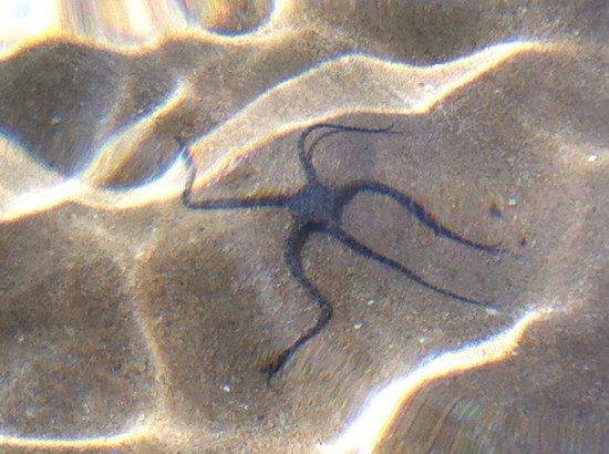 Estrelas do Mar Fotografada na Praia