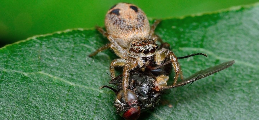 Filhote de Aranha Portia se Alimentando