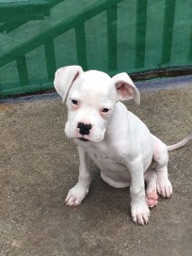 Cachorro Boxer Branco: Fotos, Cuidados, Pirata, Filhotes