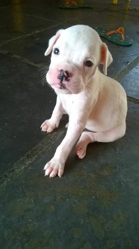 Cachorro Boxer Branco: Fotos, Cuidados, Pirata, Filhotes