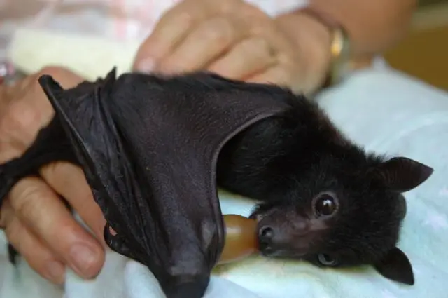 Filhote de Morcego Gigante Da Austrália