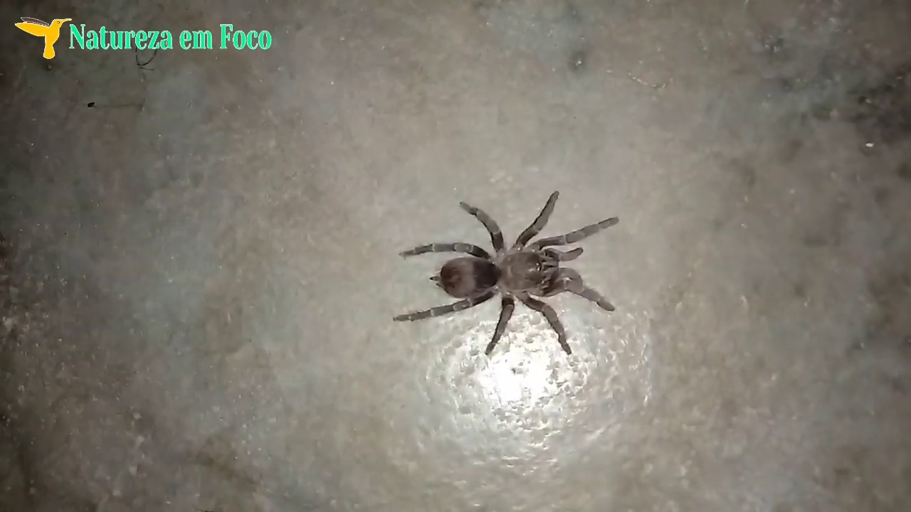 Filhotes de Aranhas Caranguejeiras