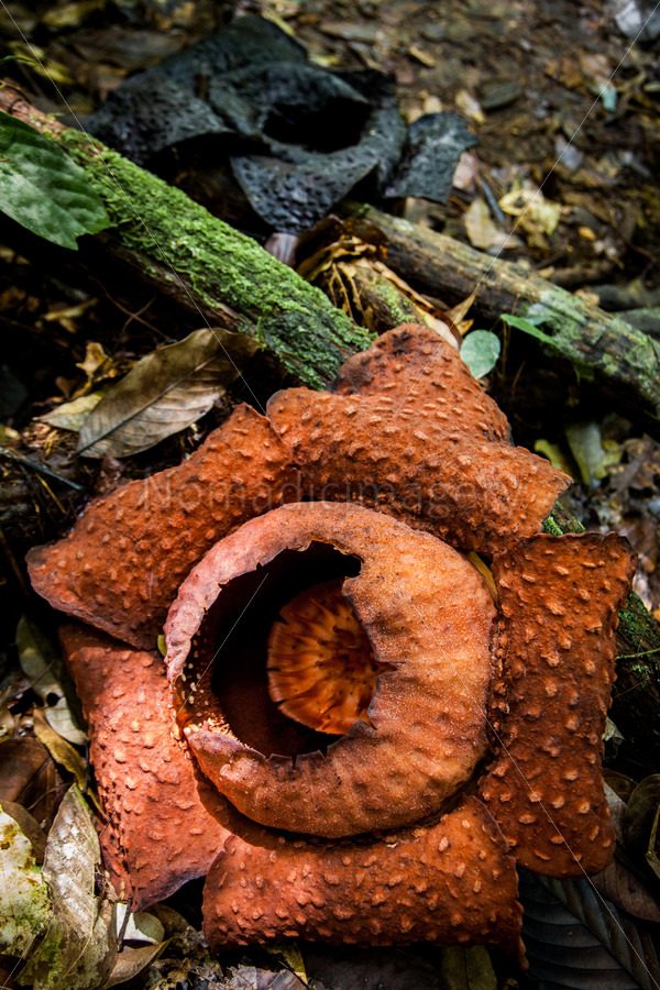 Flor-Monstro Fotografada na Floresta