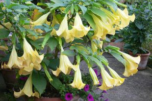 Flor-Trombeta-de-Anjo Amarela no Vaso