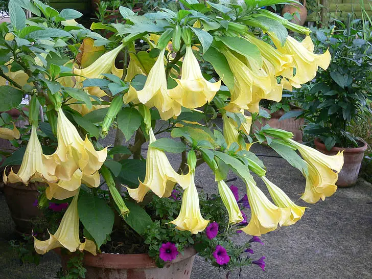 Flor-Trombeta-de-Anjo Amarela no Vaso 