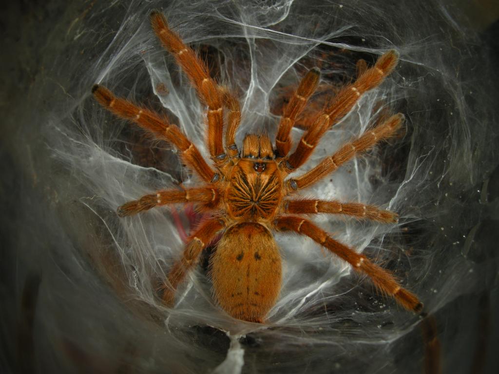 Foto de uma Tarântula Amarela na Teia 