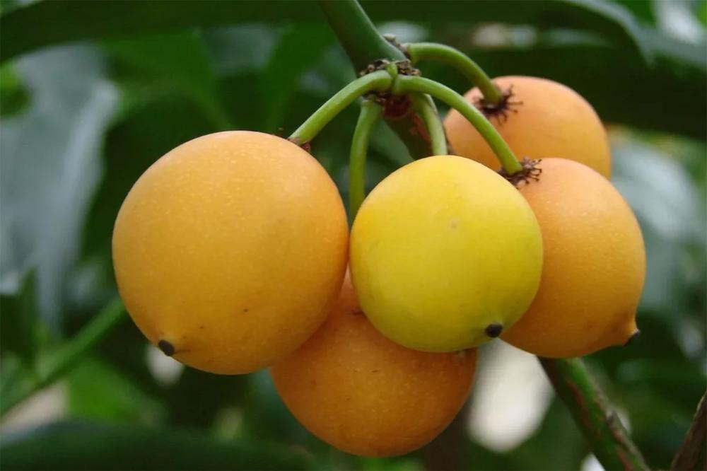 Mangostão-Amarelo: Características, Nome Científico e Fotos