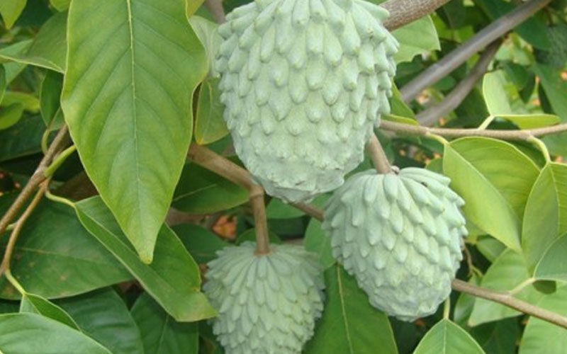 Árvore da Fruta Condessa: Raiz, Folhas e Morfologia