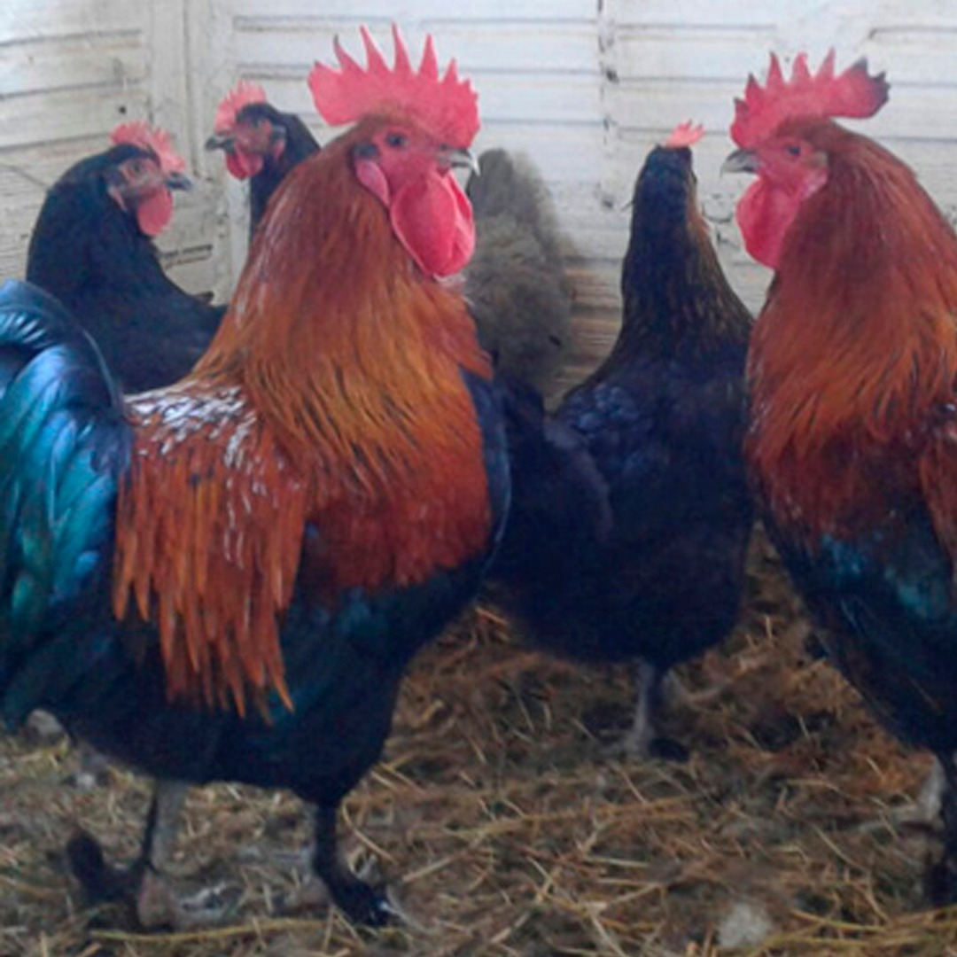 Galinha Marans: Caracteristicas, Preco, Ovos, Como Criar e Fotos