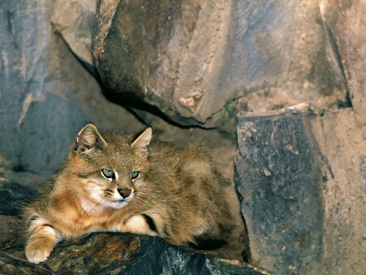 Gato Palheiro (Leopardus colocolo)