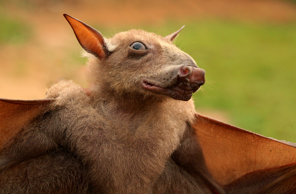 Morcego Martelo: Características, Fotos E Nome Cientifico