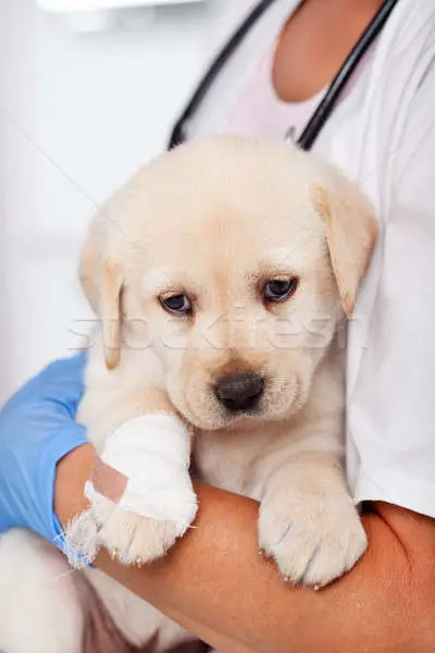 Labrador Retriever no Veterinário 