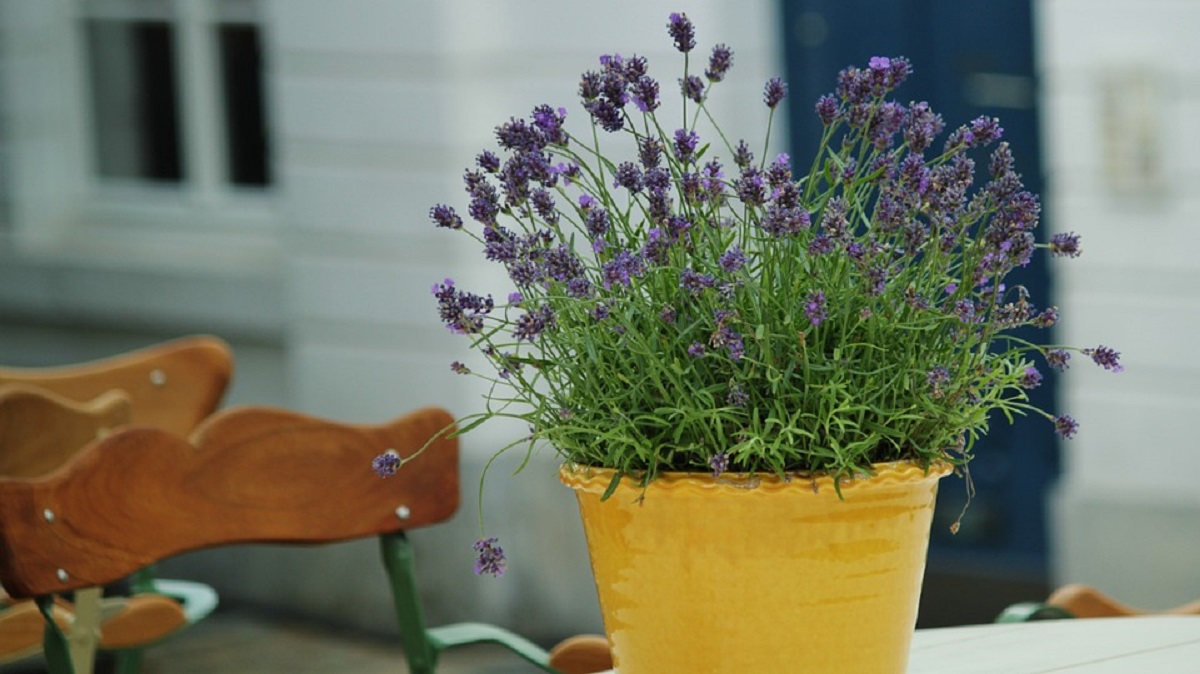 Lavanda no Vaso no Uma Casa