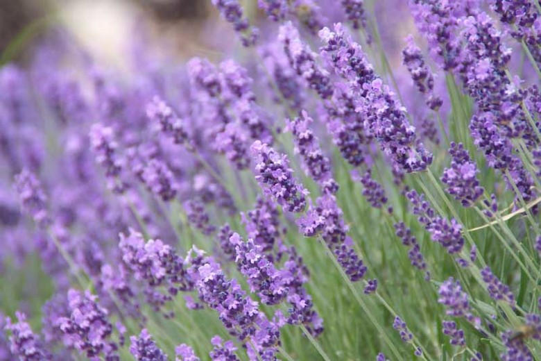 Lavandula Angustifolia