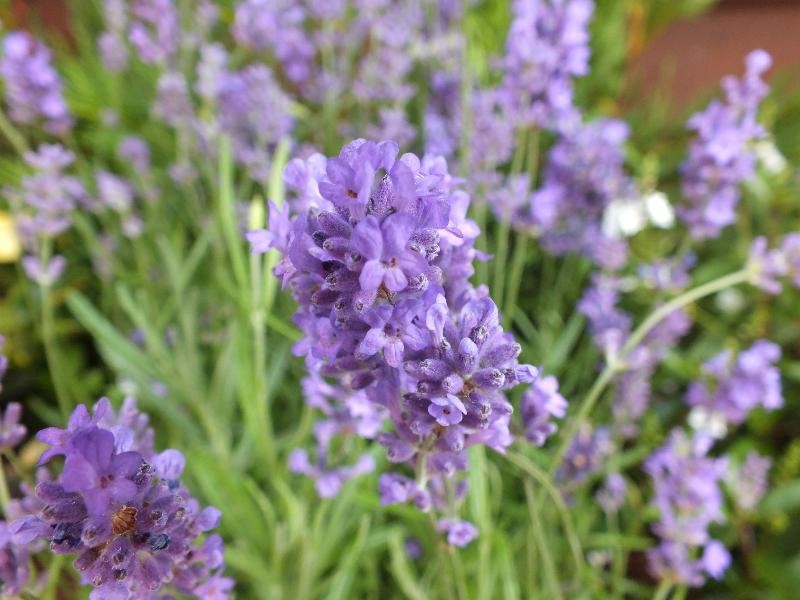 Lavandula Angustifolia Dwarf Blue