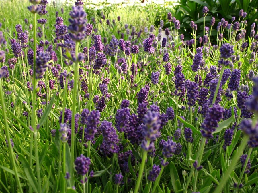 Lavandula Angustifolia Ellagance Purple