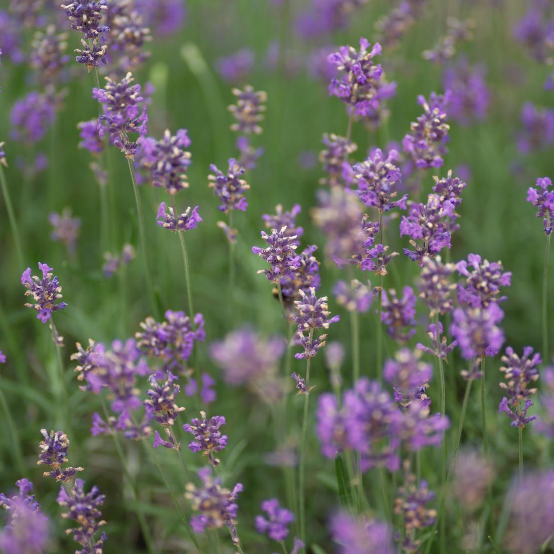 Lavandula Angustifolia Fragrant Memories