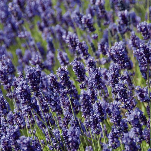 Lavandula Angustifolia Hidcote Blue