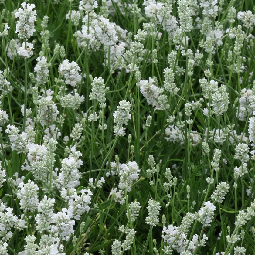 Lavandula Angustifolia Hidcote White